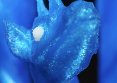 Dual PLA - Aria The Dragon - detail